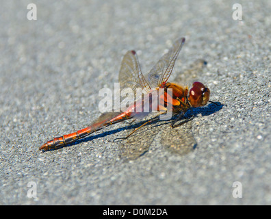 Libellule au Loch, Coultrie Wester Ross Banque D'Images