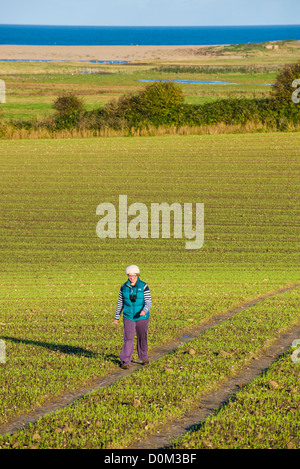 Seule femme marche sur sentier public à travers les terres arables, North Norfolk, Angleterre Banque D'Images