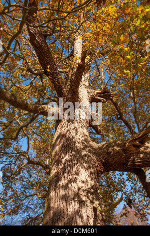 View of mature chêne, Quercus robur, à l'automne Banque D'Images