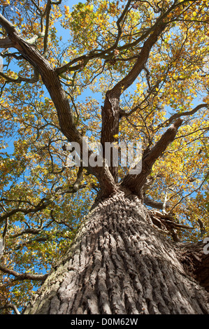 View of mature chêne, Quercus robur, à l'automne Banque D'Images