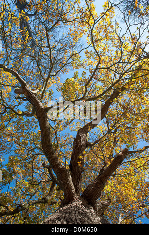 View of mature chêne, Quercus robur, à l'automne Banque D'Images