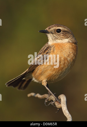 Saxicola torquatus stonechat commun femme perché sur une branche avec un fond vert Banque D'Images