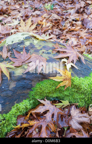 Platanus acerifolia × Plan de Londres à l'automne, montrant les feuilles tombées et la texture de l'écorce, Norfolk, Angleterre, Novembre