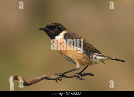 Saxicola torquatus stonechat commun homme perché sur une branche avec un arrière-plan flou Banque D'Images