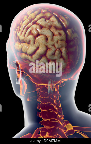 Vue de trois-quarts arrière du cerveau humain dans le crâne. Banque D'Images