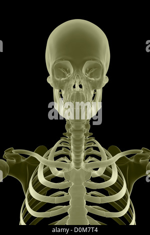 Vue avant de la stylisation des os de la partie supérieure du corps, la tête et le cou. Banque D'Images