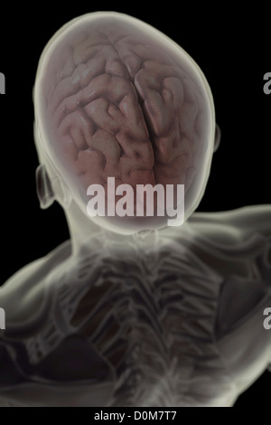 Vue de trois-quarts arrière de la tête et de squelette avec le cerveau présente dans le crâne. Banque D'Images