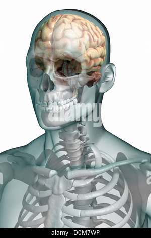 Avant stylisée vue de trois-quarts de l'os de la tête et du cou. Le cerveau est également visible dans la tête. Banque D'Images