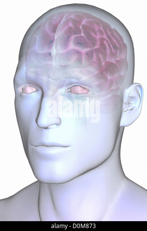 Avant stylisée vue de trois-quarts du cerveau visible à l'intérieur d'une peau masculine. Banque D'Images