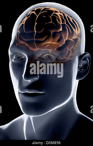 Avant stylisée vue de trois-quarts du cerveau visible à l'intérieur d'une peau masculine. Banque D'Images