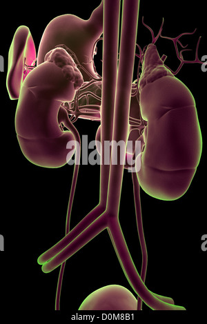 Vue arrière du système rénal dans l'isolement. L'estomac, la rate et les principaux vaisseaux sanguins sont également inclus. Banque D'Images