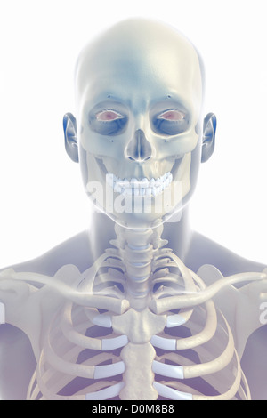 Vue avant de l'stylisé les os de la tête et du cou dans la peau (homme). Banque D'Images