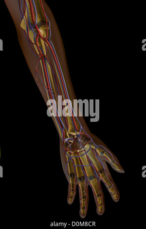 Vue avant de l'avant-bras gauche et les principaux vaisseaux sanguins. Banque D'Images