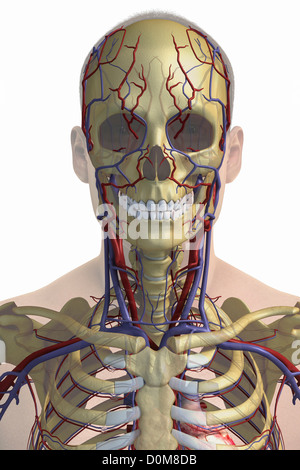 Vue avant stylisé de la tête et du cou avec les os et les principaux vaisseaux sanguins visibles. Banque D'Images