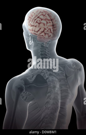 Vue de trois-quarts arrière du haut du corps et du squelette avec le cerveau présente dans le crâne. Banque D'Images