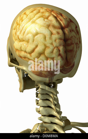 Vue de trois-quarts arrière du squelette avec le cerveau visible dans le crâne. Banque D'Images