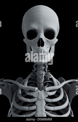 Stylisation vue avant de l'os de la tête, le cou et les épaules. Les os ont un aspect fil de fer. Banque D'Images