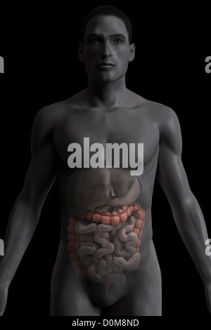 Vue avant du gros intestin dans une figure masculine. Banque D'Images