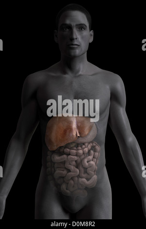 Vue avant du foie dans une figure masculine. Banque D'Images