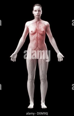 Le système cardiovasculaire (femelle) de l'ensemble du point de vue de l'avant. Banque D'Images