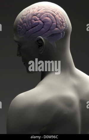 Vue de trois-quarts arrière du cerveau dans une figure masculine. Banque D'Images