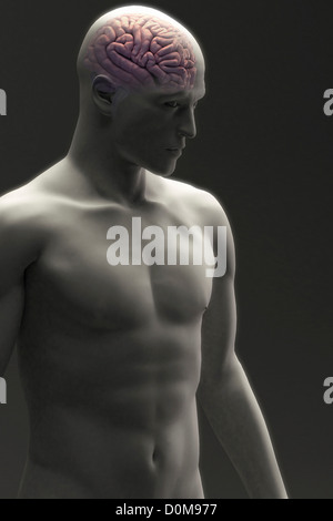 Vue de trois-quarts du cerveau dans une figure masculine. Banque D'Images