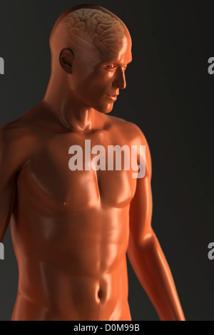 Vue de trois-quarts du cerveau à l'intérieur d'une figure masculine orange stylisée. Banque D'Images