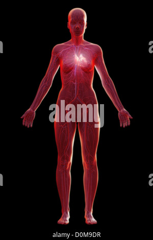 Le système cardiovasculaire (femelle) de l'ensemble du point de vue de l'avant. Banque D'Images