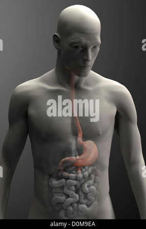 Mis en évidence dans l'estomac une figure masculine (vue de face). Banque D'Images