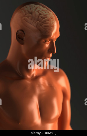 Vue de trois-quarts du cerveau à l'intérieur d'une figure masculine orange stylisée. Banque D'Images
