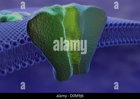 Coupe d'une protéine transmenbrane intégré dans la bicouche phospholipidique de la membrane d'une cellule. Banque D'Images