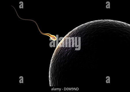 Approches d'un spermatozoïde spermatozoïdes unique au moment de la conception. Banque D'Images