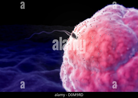 Approches d'un spermatozoïde spermatozoïdes unique au moment de la conception. Banque D'Images