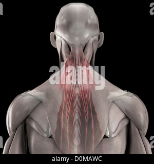 Les muscles profonds du dos