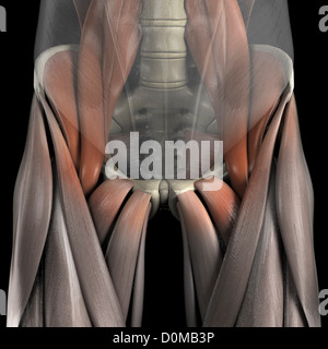 Un modèle humain montrant le muscle grand psoas. Banque D'Images