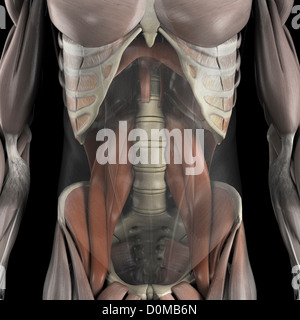 Un modèle humain montrant le muscle grand psoas. Banque D'Images