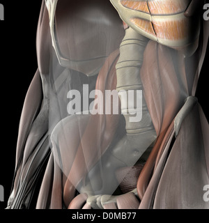 Un modèle humain montrant le muscle grand psoas. Banque D'Images