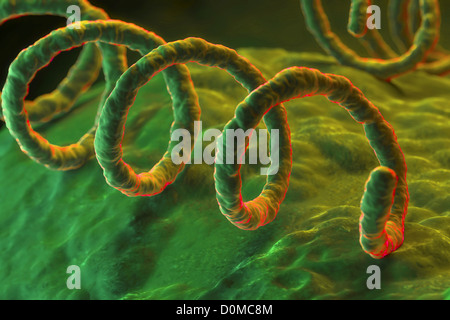 Treponema pallidum, la bactérie responsable de la syphilis infection transmise sexuellement dangereux. Banque D'Images