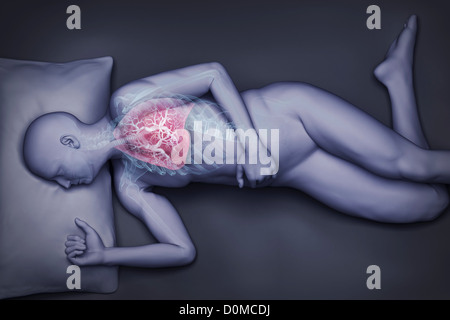 Modèle humain montrant les poumons dans un état d'apnée. Banque D'Images