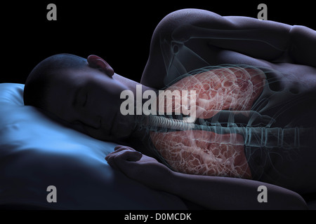 Modèle humain montrant les poumons dans un état d'apnée. Banque D'Images
