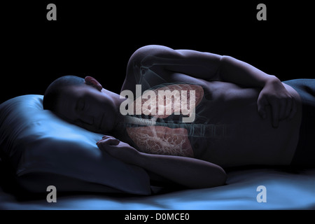 Modèle humain montrant les poumons dans un état d'apnée. Banque D'Images