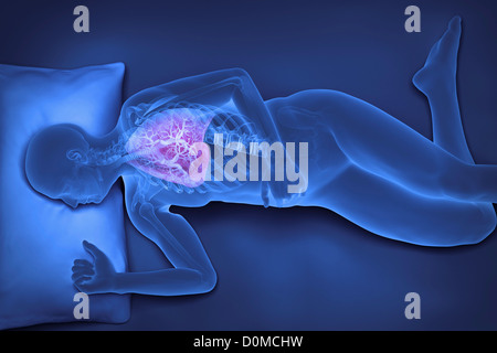 X-ray de modèle humain montrant les poumons dans un état d'apnée. Banque D'Images