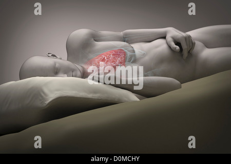 Modèle humain montrant les poumons dans un état d'apnée. Banque D'Images