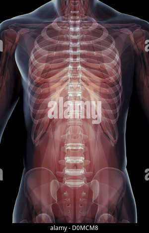 X-ray image montrant la structure du squelette du thorax de l'homme, de la cage thoracique et du bassin. Banque D'Images