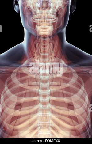 Un modèle humain montrant la cage thoracique et la colonne vertébrale. Banque D'Images
