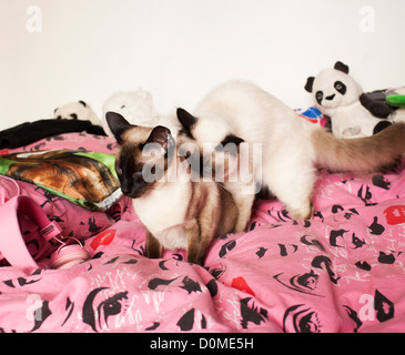 Deux chats Siamois on bed Banque D'Images