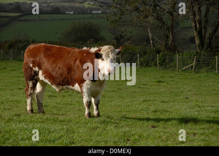 Dans le champ de la vache dans les régions rurales de Pembrokeshire, Pays de Galles UK Banque D'Images