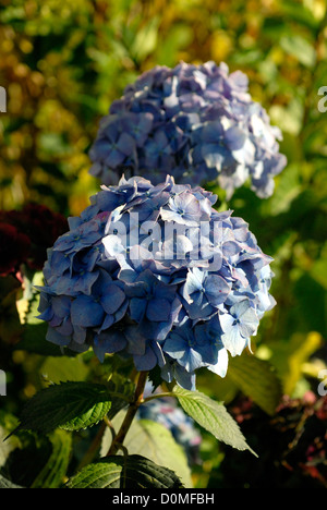 Hortensia bleu dans le jardin, le Pays de Galles UK Banque D'Images