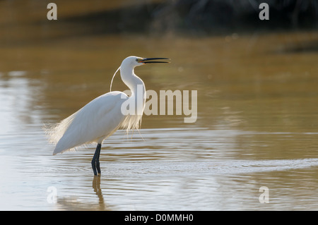 Seidenreiher, Egretta garzetta, aigrette garzette Banque D'Images