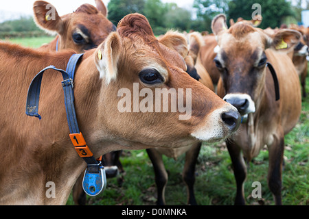 Troupeau de vaches Jersey avec col et nombre, Jersey, Channel Islands, Royaume-Uni Banque D'Images